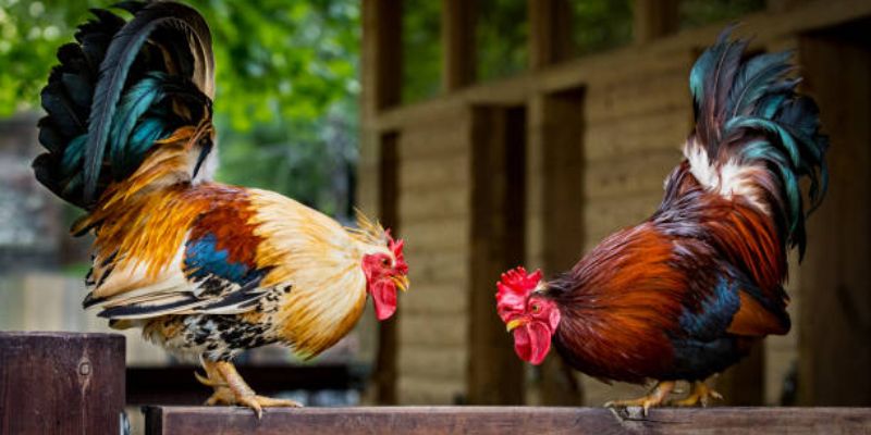 Lý do tân binh lựa chọn Đá Gà F8BET - Sự kết hợp giữa an toàn và uy tín